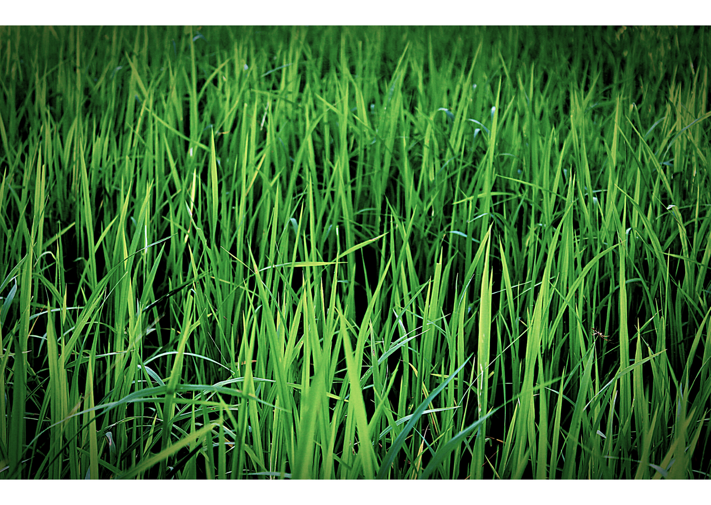 Sri Lankan Vetivert Essential Oil