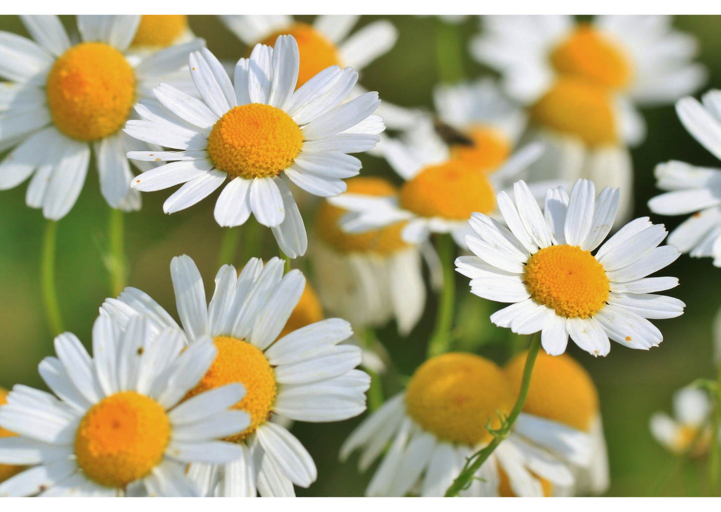 Roman Chamomile Essential Oil