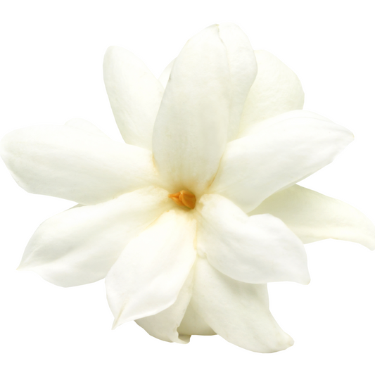 Restoration Oil Treatment - Palma Rosa